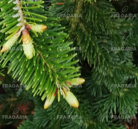 Kaukázusi jegenyefenyő Pendula Abies nordmanniana 30 - 40 cm, kont 3l