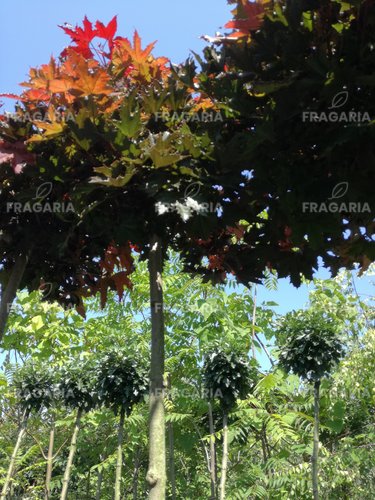 Korai juhar Purple Globe, Acer platanoides 150 - 180 cm, kont. 6l