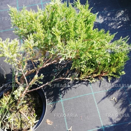 Henye bóroka Agnieszka, Juniperus horizontalis 25 - 30 cm, kont. 3l