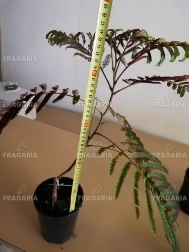 Selyemakác Summer Chocolate,  Albizia julibrissin, 25 - 45 cm, kont. 1l