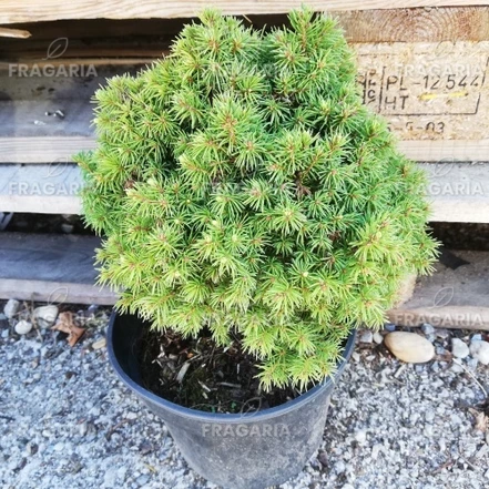 Ezüstfenyő Alberta Globe,	Picea glauca 15 - 20 cm, kont. 3l