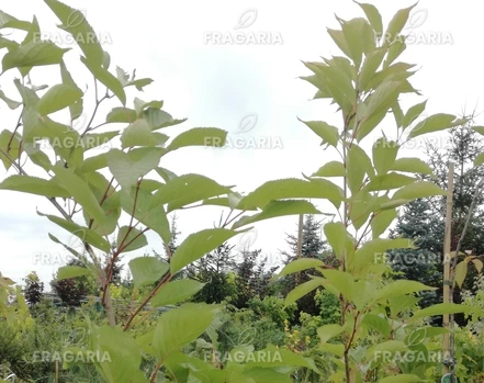 Japán cseresznye Amanogawa,  Prunus serrulata 120 - 180 cm, kont. 5I