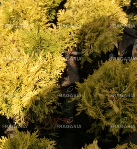 Nyugati tuja Amber Glow, Thuja occidentalis 15 - 25 cm, kont. 3l