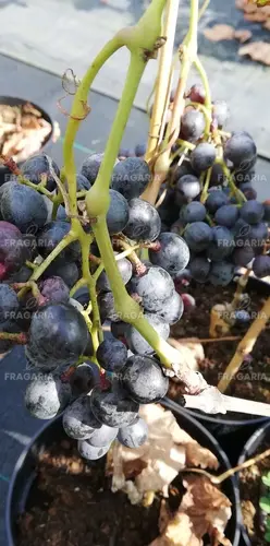 Bortermő szőlő Anastasja, Vitis vinifera, kont. 1 l