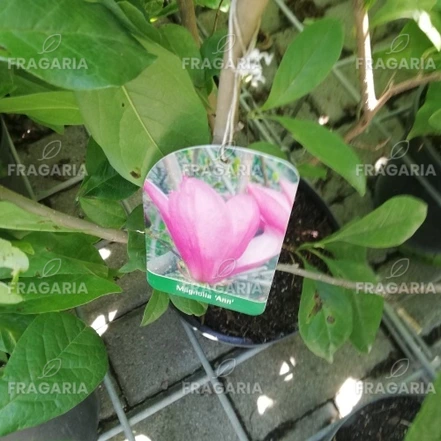 Magnolia Ann, Magnolia  40 - 60 cm, kont. 3l