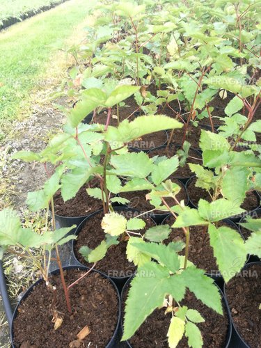 Fekete szeder Arapaho, Rubus fruticosus 30 - 40 cm kont. 3I