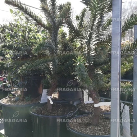 Araucaria fenyő Araucaria araucana, kont. C15,  50 - 90 cm