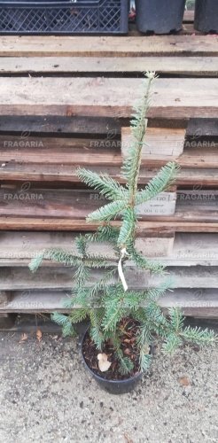 Balzsamfenyő  Argentea ,Abies balsamea, 40 - 70 cm, kont. 4l