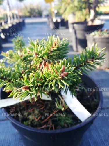 Banks fenyő Arktis, Pinus banksiana, 15 – 20 cm, kont. 3l