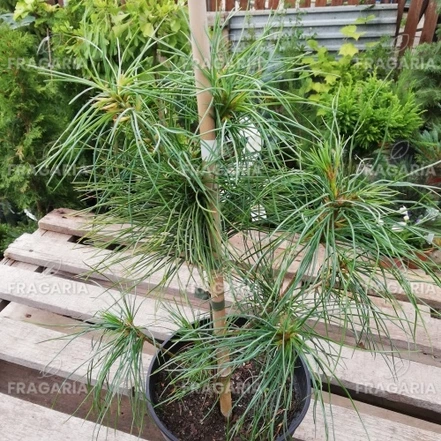 Fenyő Armandii, Pinus armandii, 30 - 40 cm, kont. 3l