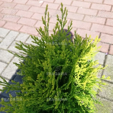 Keleti tuja  Aurea nana, Platycladus orientalis 40 - 50 cm, kont. 3l