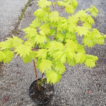 Japán Juhar Aureum, Acer shirasawanum, kont. C2,  40-60 cm