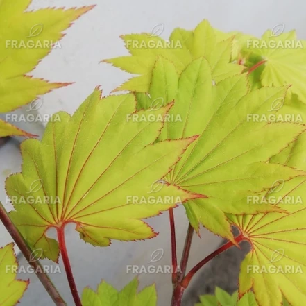 Japán Juhar Aureum, Acer shirasawanum, kont. C2,  40-60 cm