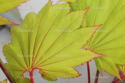 Japán Juhar Aureum, Acer shirasawanum, kont. C2,  40-60 cm
