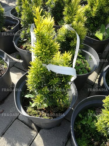 Közönséges tiszafa Aureovariegata, Taxus baccata, 30 - 40 cm, kont. 3l