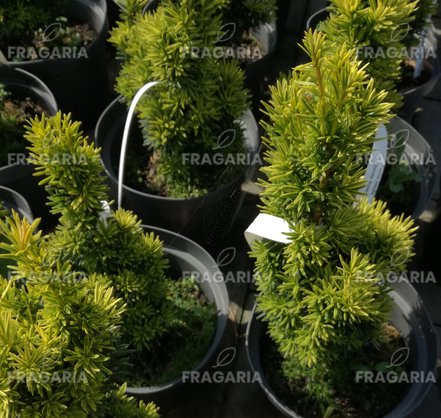 Közönséges tiszafa Aureovariegata, Taxus baccata, 30 - 40 cm, kont. 3l