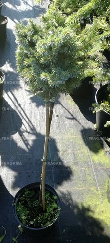 Szitka luc Tenas, Picea sitchensis, 40 cm, kont. C5