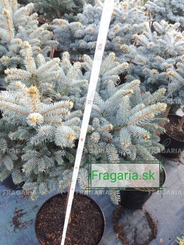Ezüstfenyő Glauca Globosa, Picea pungens 30 - 35 cm, kont. 3l