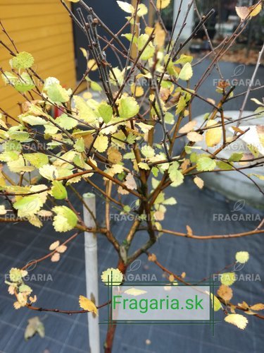 Közönséges nyírfa Aurea nana, Betula pendula, 80 - 100 cm, kont. 5I
