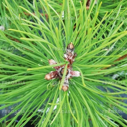 Feketefenyő, Pinus nigra, 40 - 50 cm, kont. 3l