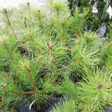 Feketefenyő, Pinus nigra, 40 - 50 cm, kont. 3l