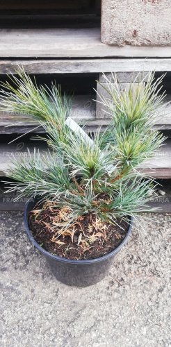 Koreai cirbolya Baishan, Pinus koraiensis, 30 - 40 cm kont. 5l