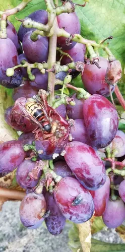 Bortermő szőlő Bajkonur, Vitis vinifera, kont. 1 l