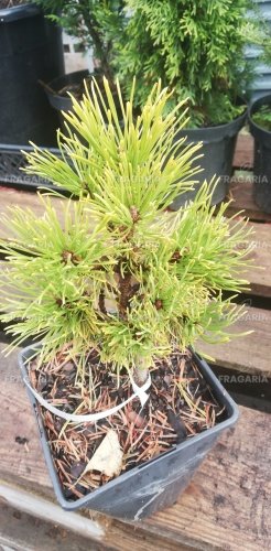 Havasi törpefenyő Nana Balcanica Aurea, Pinus mugo, 20 - 30 cm, kont. 1l