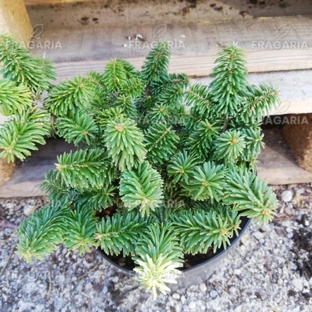 Balzsamfenyő  Nana Abies balsamea 10 - 20 cm, kont. 3l