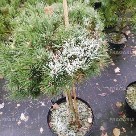 Feketefenyő Bambino, Pinus nigra, törzsek, 70 - 80 cm, kont. 10l