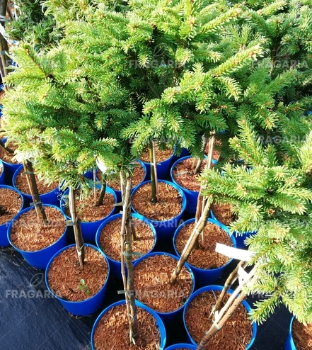 Közönséges lucfenyő Barryi, Picea abies 40 - 50 cm, kont. 3l