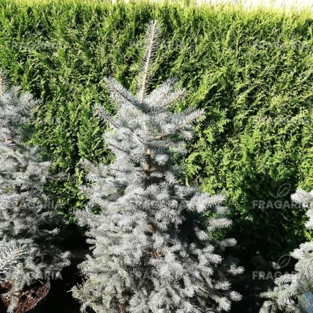 Ezüstfenyő Blue Diamond, Picea pungens, 150 - 185 cm, kont. 20l