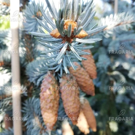 Ezüstfenyő Blue Diamond, Picea pungens, 150 - 185 cm, kont. 20l