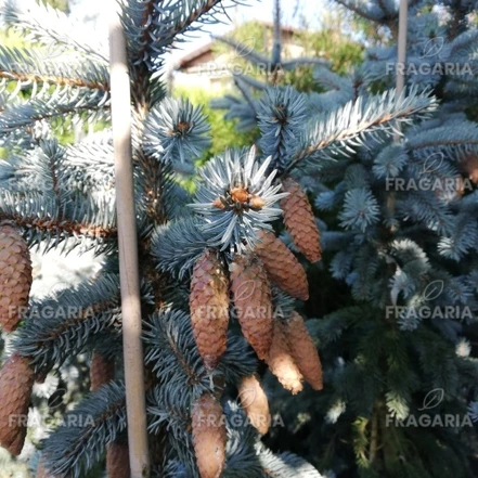 Ezüstfenyő Blue Diamond, Picea pungens, 150 - 185 cm, kont. 20l