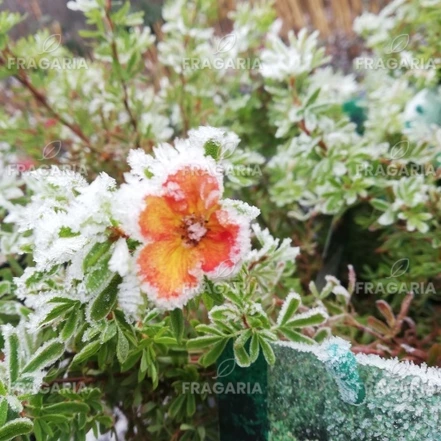 Pimpó Bella Sol, Potentilla fruticosa, kon. 2l