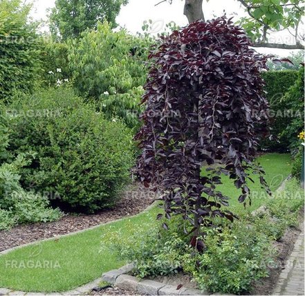 Közönséges bükk Purpurea Pendula,Fagus sylvatica 150 - 170 cm, kont. 5l