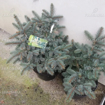Ezüstfenyő  Bialobok, Picea pungens 30- 40 cm, kont. 3l