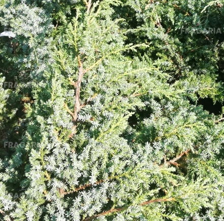 Kínai boróka Blue Alps, Juniperus chinensis 40 - 50 cm, kont. 3l