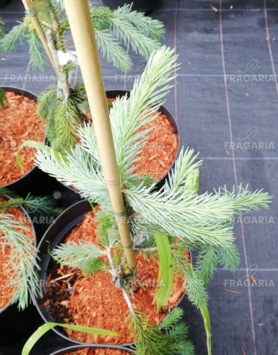 Közönséges lucfenyő The Blues, Picea abies 30 - 40 cm, kont. 3l