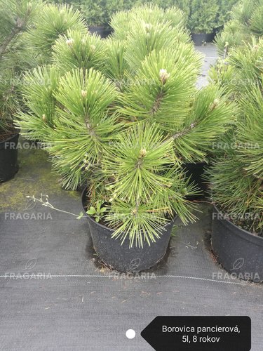 Balkáni páncélfenyő, Pinus heldreichii 20 - 30 cm, kont. 3l