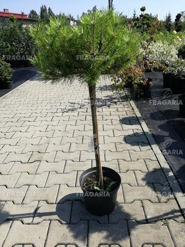 Feketefenyő  Globosum , Pinus nigra 40 - 90 cm, kont. 5l