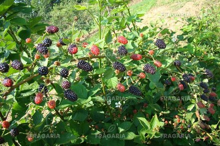 Fekete szeder Brzezina, Rubus fruticosus 30 - 40 cm kont. 0,5 I
