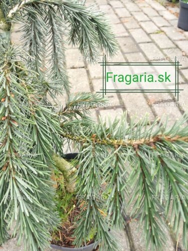 Oregoni luc, Picea breweriana, 30 – 40 cm, kont. 3l