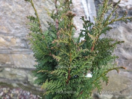 Nyugati tuja Brobeck Tower, Thuja occidentalis 30 - 40 cm, kont. 3l