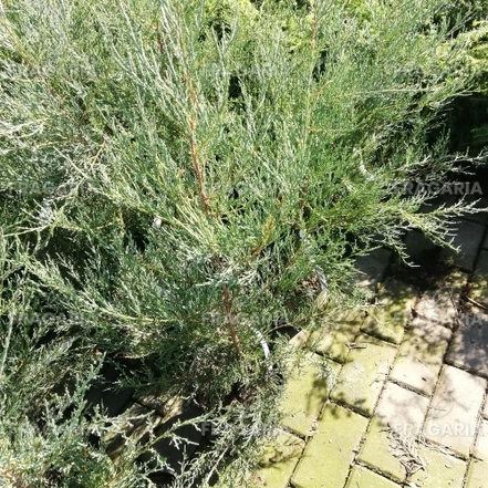 Virginiai Boróka Burkii, Juniperus virginiana 50 - 70 cm, kont. 3l