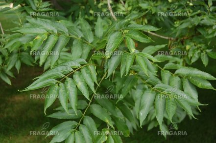 Magas kőris Pendula, Fraxinus excelsior, 130 – 180 cm, kont. 5l