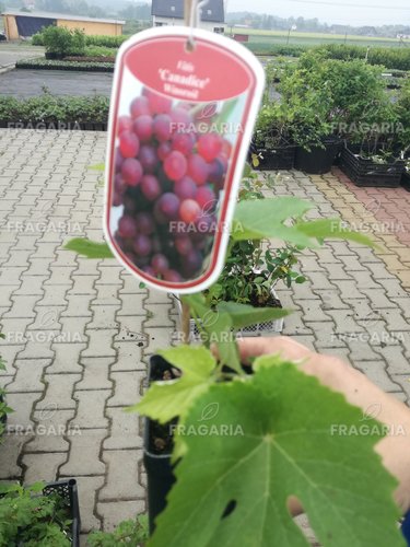 Rókaszőlőt Canadice, Vitis labrusca, kont.1l