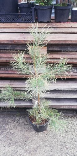 Erdeifenyő Candelight, Pinus sylvestris, 40 - 70 cm, kont. 3l