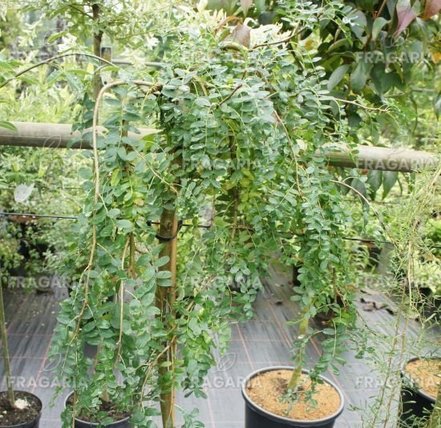Csüngő borsófa Pendula, Caragana arborescens 140 - 160 cm, kont. 7l