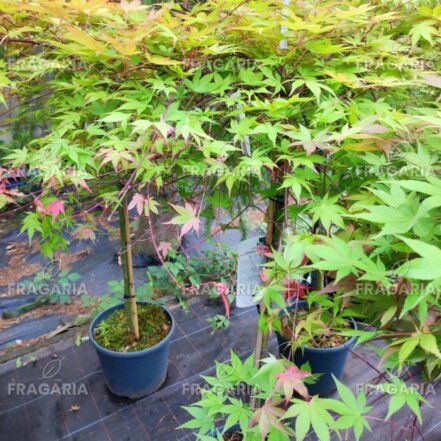 Cascade Ruby Juhar, Acer palmatum , kontajner C 3, +70 cm